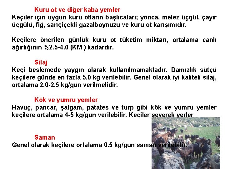 Kuru ot ve diğer kaba yemler Keçiler için uygun kuru otların başlıcaları; yonca, melez