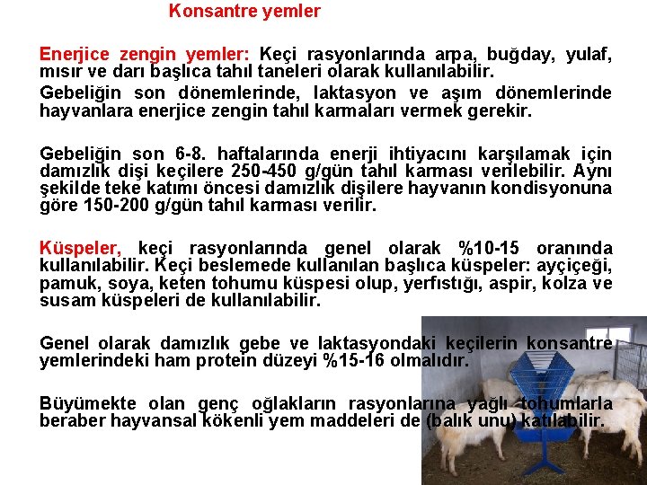 Konsantre yemler Enerjice zengin yemler: Keçi rasyonlarında arpa, buğday, yulaf, mısır ve darı başlıca