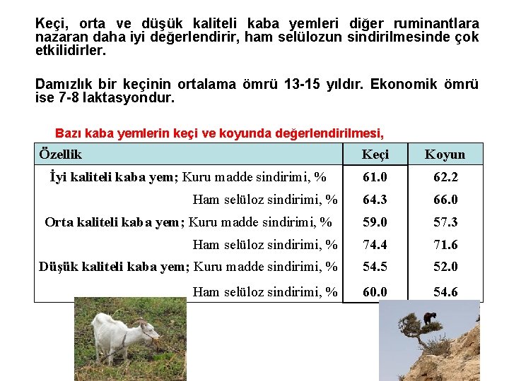 Keçi, orta ve düşük kaliteli kaba yemleri diğer ruminantlara nazaran daha iyi değerlendirir, ham