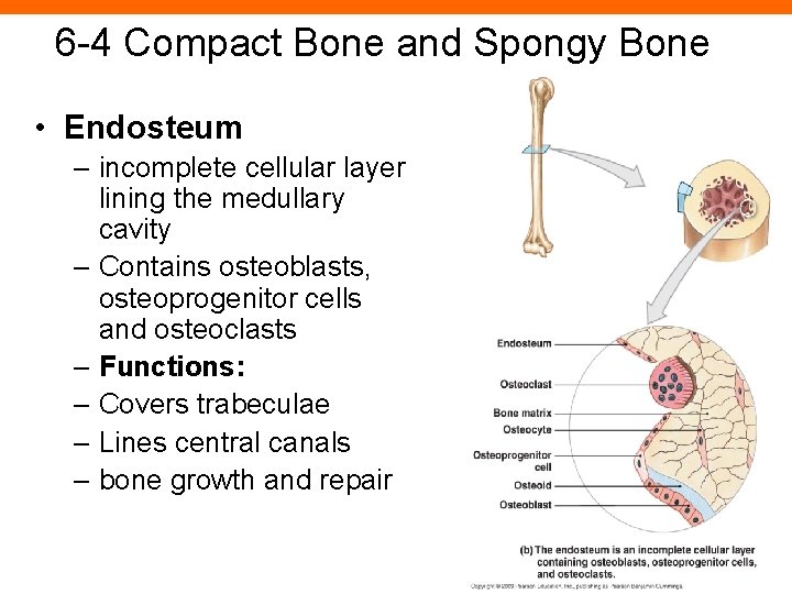 6 -4 Compact Bone and Spongy Bone • Endosteum – incomplete cellular layer lining