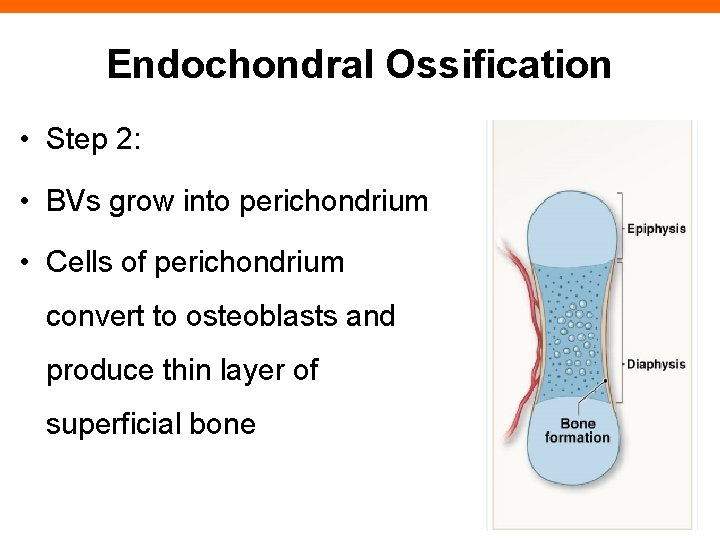 Endochondral Ossification • Step 2: • BVs grow into perichondrium • Cells of perichondrium