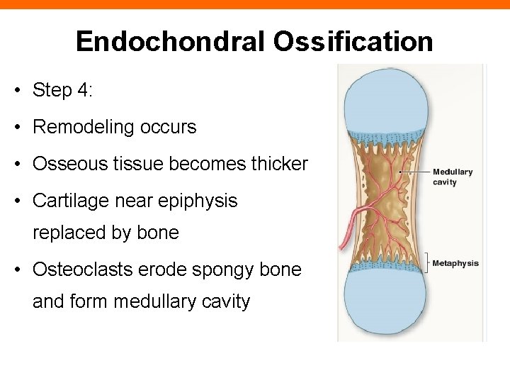 Endochondral Ossification • Step 4: • Remodeling occurs • Osseous tissue becomes thicker •