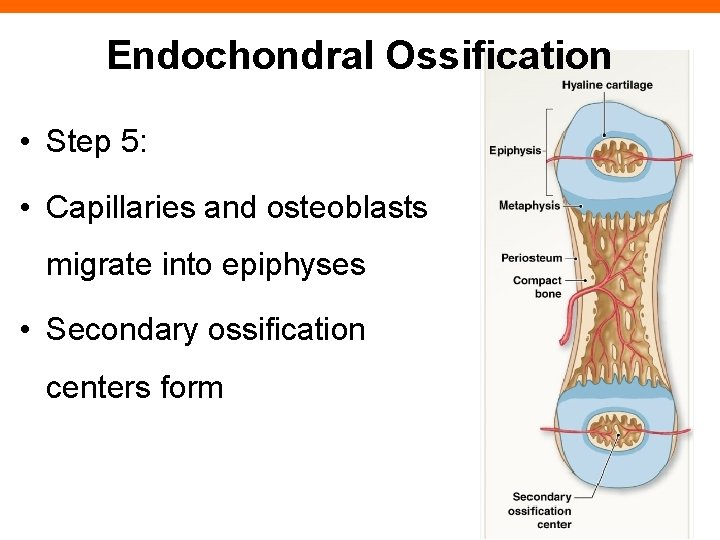 Endochondral Ossification • Step 5: • Capillaries and osteoblasts migrate into epiphyses • Secondary