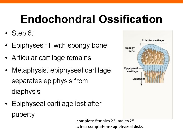 Endochondral Ossification • Step 6: • Epiphyses fill with spongy bone • Articular cartilage