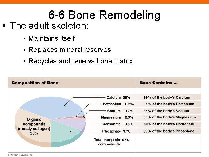 6 -6 Bone Remodeling • The adult skeleton: • Maintains itself • Replaces mineral