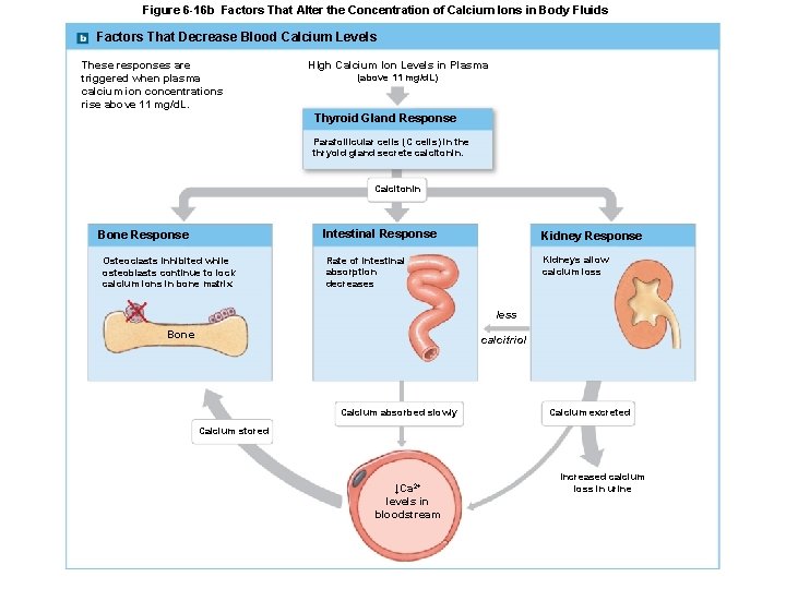 Figure 6 -16 b Factors That Alter the Concentration of Calcium Ions in Body