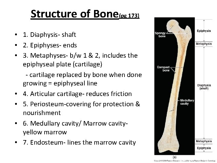 Structure of Bone(pg 173) • 1. Diaphysis- shaft • 2. Epiphyses- ends • 3.