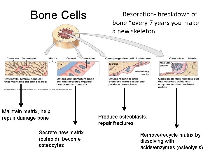 Bone Cells Maintain matrix, help repair damage bone Secrete new matrix (osteoid), become osteocytes