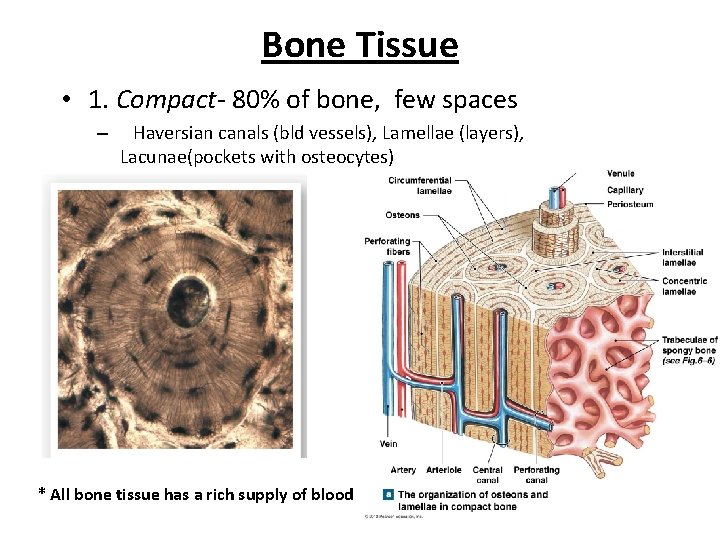 Bone Tissue • 1. Compact- 80% of bone, few spaces – Haversian canals (bld