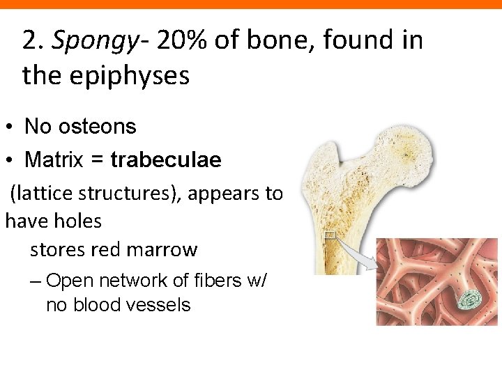 2. Spongy- 20% of bone, found in the epiphyses • No osteons • Matrix