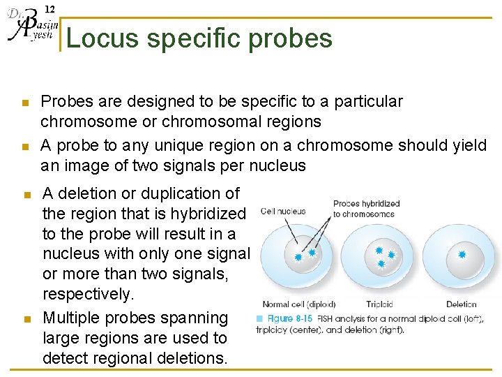 12 Locus specific probes n n Probes are designed to be specific to a