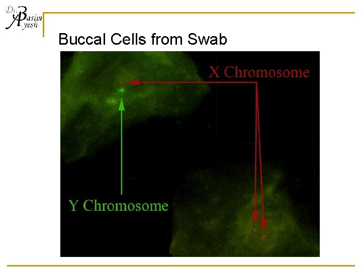 Buccal Cells from Swab 
