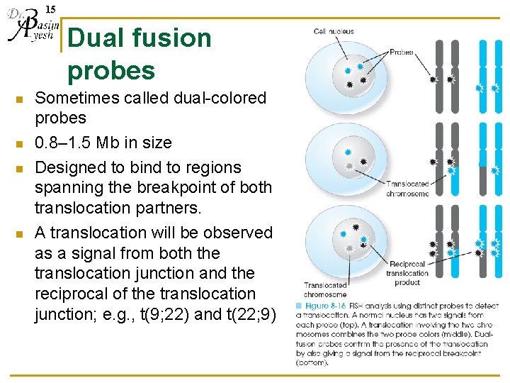 15 Dual fusion probes n n Sometimes called dual-colored probes 0. 8– 1. 5