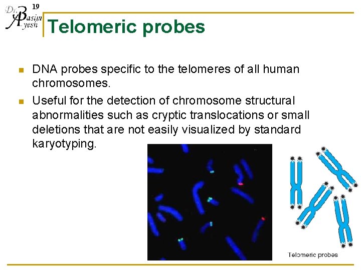 19 Telomeric probes n n DNA probes specific to the telomeres of all human