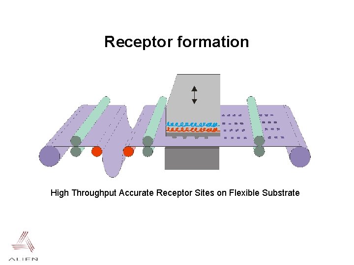 Receptor formation High Throughput Accurate Receptor Sites on Flexible Substrate 