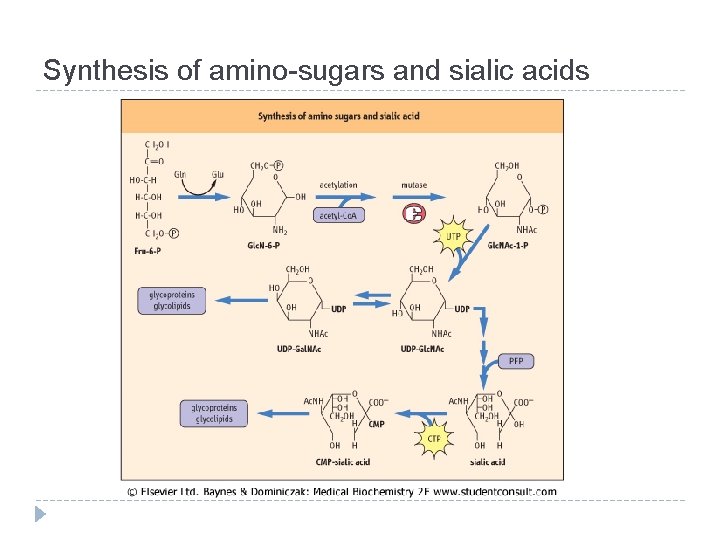Synthesis of amino-sugars and sialic acids 