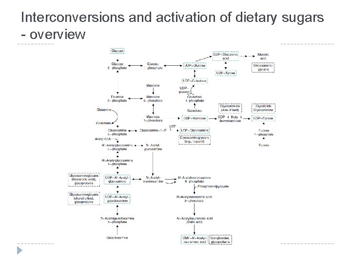 Interconversions and activation of dietary sugars - overview 