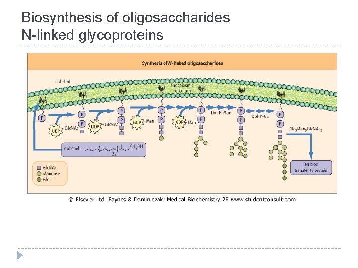 Biosynthesis of oligosaccharides N-linked glycoproteins 