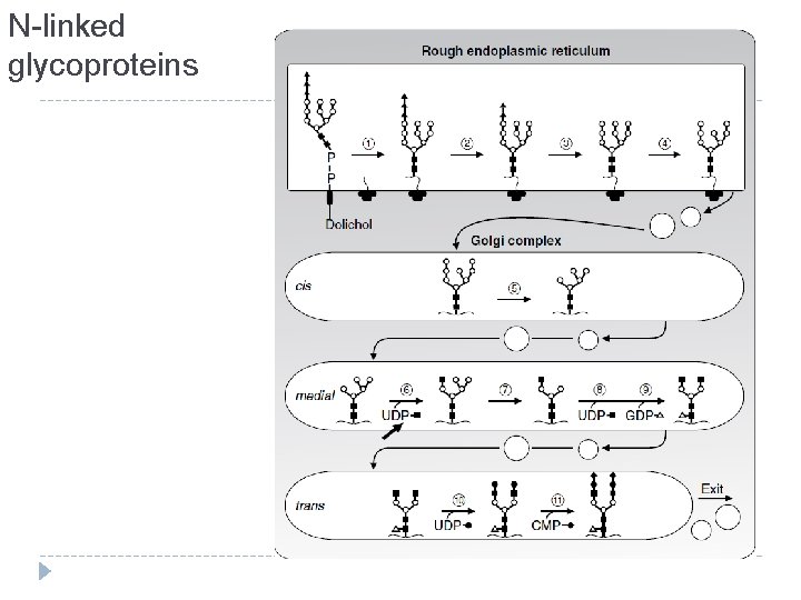 N-linked glycoproteins 