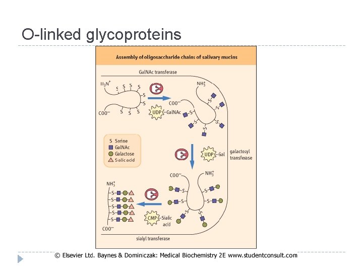 O-linked glycoproteins 