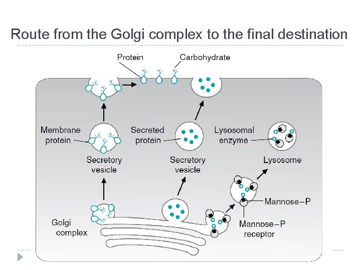 Route from the Golgi complex to the final destination 
