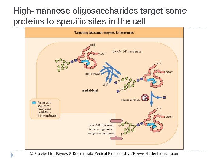 High-mannose oligosaccharides target some proteins to specific sites in the cell 