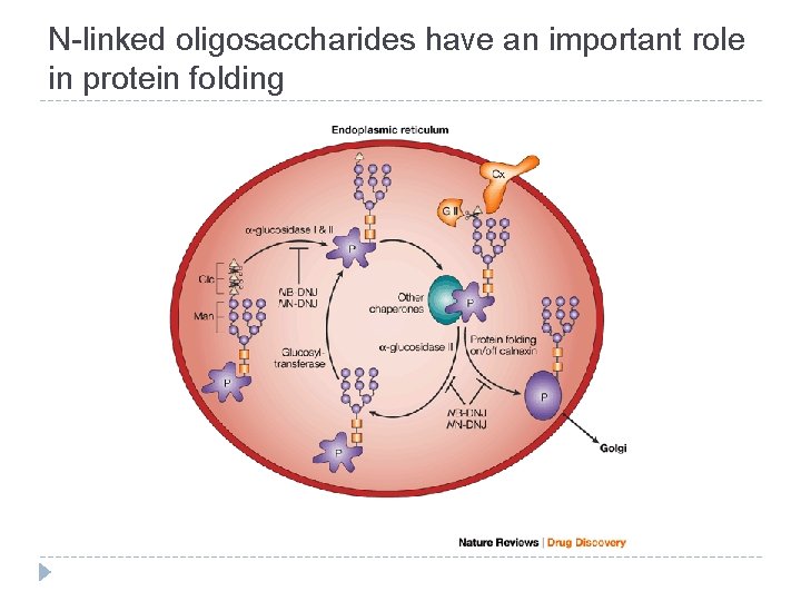 N-linked oligosaccharides have an important role in protein folding 