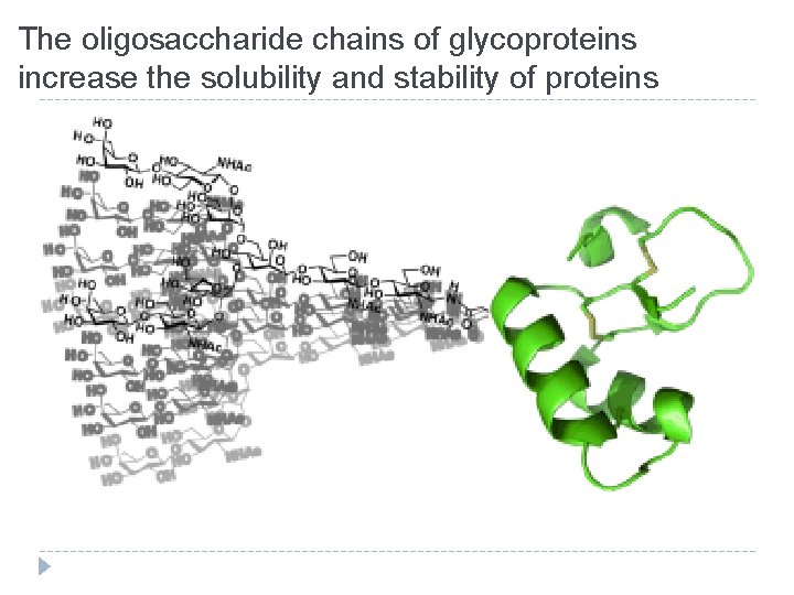 The oligosaccharide chains of glycoproteins increase the solubility and stability of proteins 