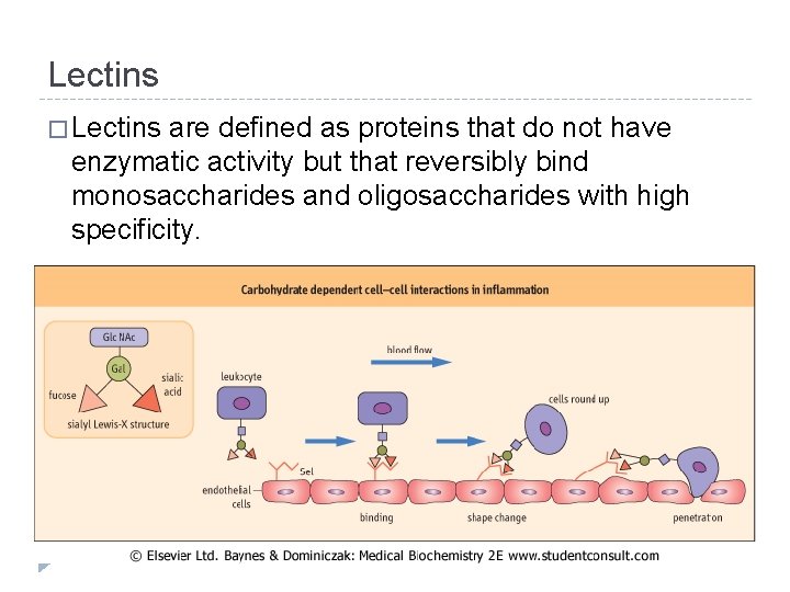 Lectins � Lectins are defined as proteins that do not have enzymatic activity but