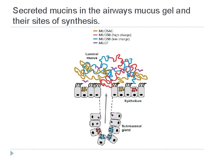 Secreted mucins in the airways mucus gel and their sites of synthesis. 