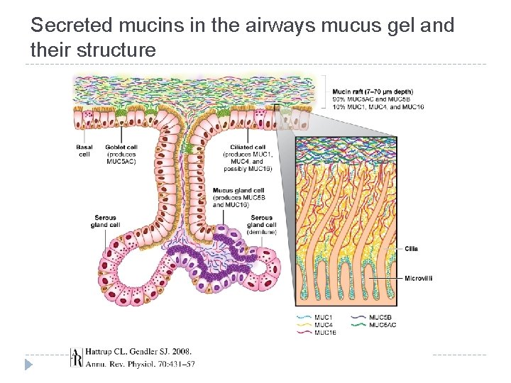 Secreted mucins in the airways mucus gel and their structure 