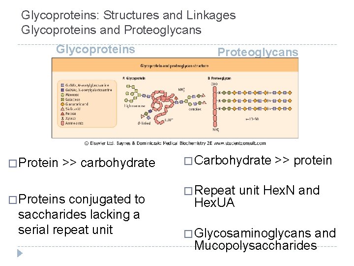 Glycoproteins: Structures and Linkages Glycoproteins and Proteoglycans Glycoproteins � Protein >> carbohydrate � Proteins