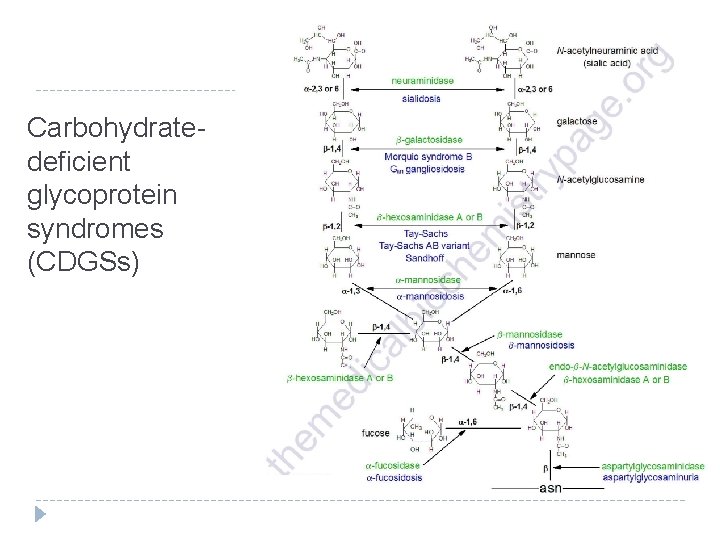 Carbohydratedeficient glycoprotein syndromes (CDGSs) 