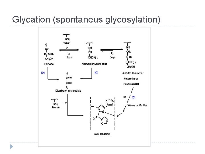 Glycation (spontaneus glycosylation) 