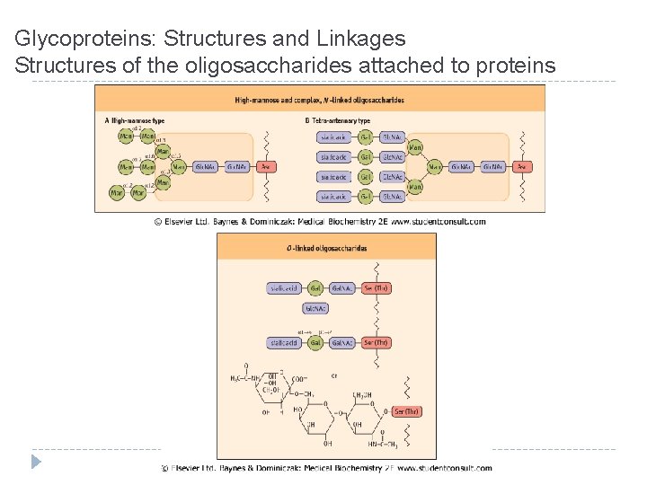 Glycoproteins: Structures and Linkages Structures of the oligosaccharides attached to proteins 