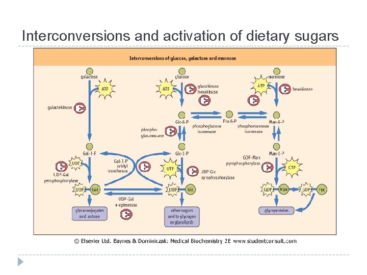 Interconversions and activation of dietary sugars 