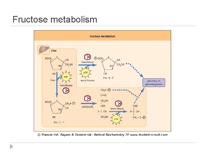 Fructose metabolism 