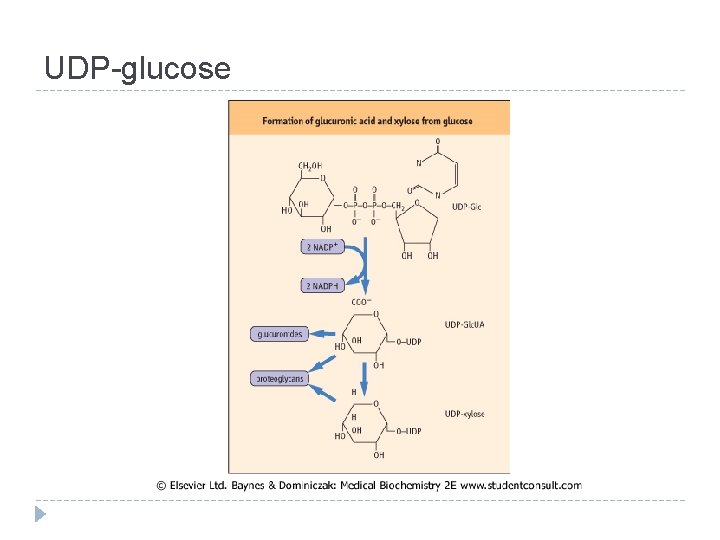 UDP-glucose 