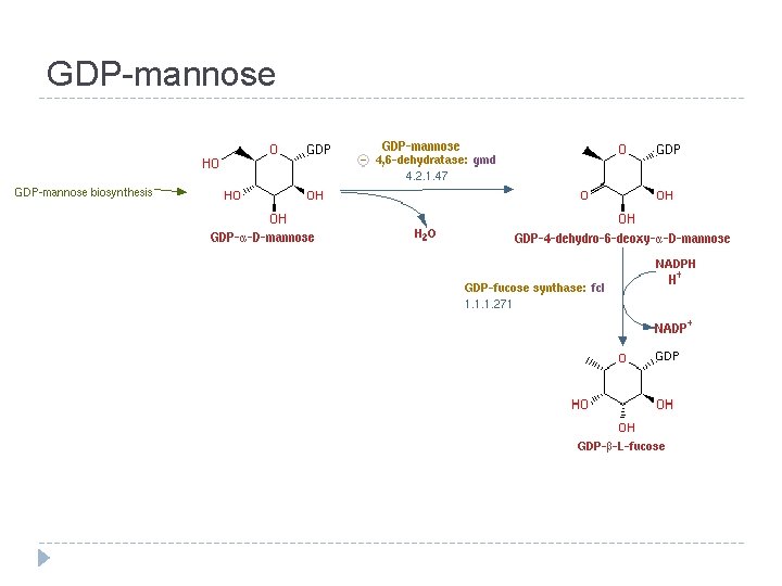 GDP-mannose 