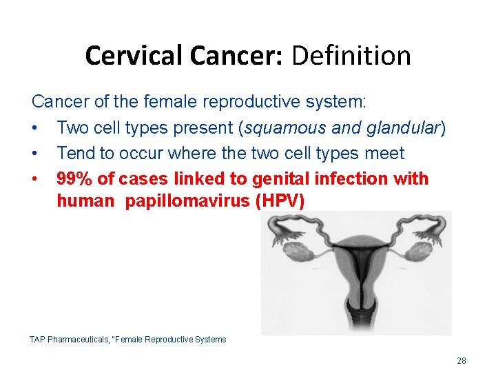 Cervical Cancer: Definition Cancer of the female reproductive system: • Two cell types present