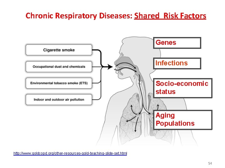 Chronic Respiratory Diseases: Shared Risk Factors Genes Infections Socio-economic status Aging Populations http: //www.