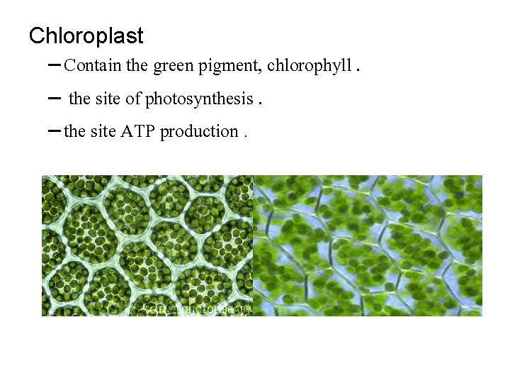 Chloroplast – Contain the green pigment, chlorophyll. – the site of photosynthesis. – the