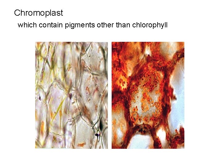 Chromoplast which contain pigments other than chlorophyll 