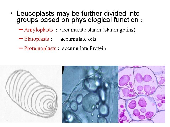  • Leucoplasts may be further divided into groups based on physiological function :