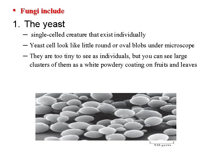  • Fungi include 1. The yeast – single-celled creature that exist individually –