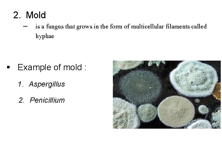 2. Mold – is a fungus that grows in the form of multicellular filaments