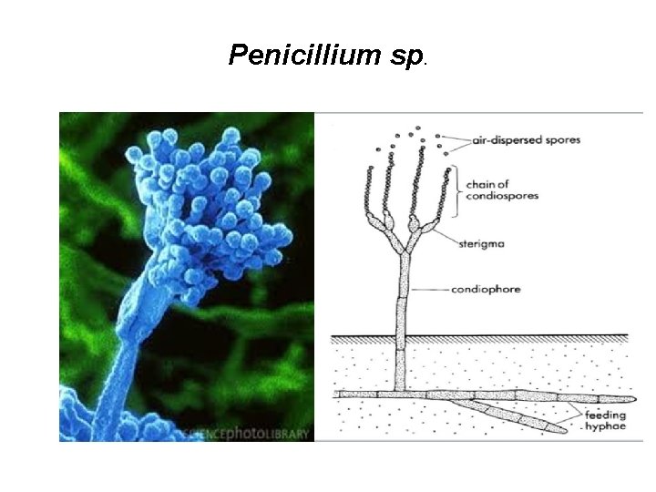 Penicillium sp. 