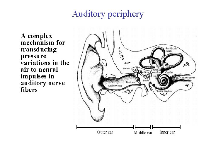 Auditory periphery A complex mechanism for transducing pressure variations in the air to neural