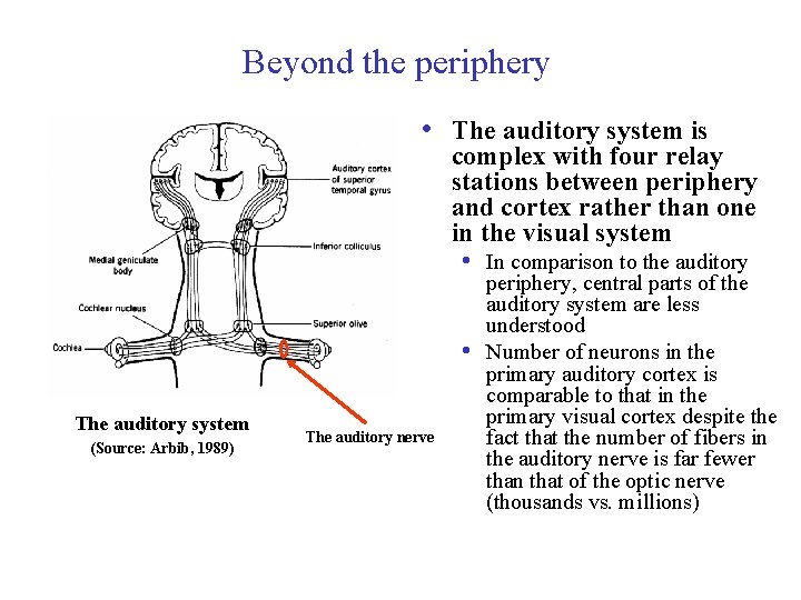 Beyond the periphery • The auditory system is complex with four relay stations between