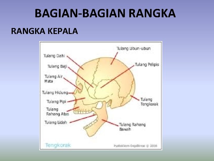 BAGIAN-BAGIAN RANGKA KEPALA 